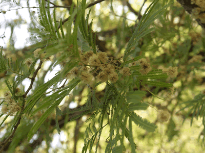 lysiloma microphylla v thornberi close KM